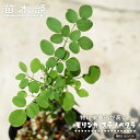 奇跡の樹!モリンガ 【ステノペタラ】 (ワサビノキ) 2号ポット苗 実生