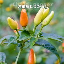 とうがらし 唐辛子 3号ポット苗 ハバネロ レッド or ジェロキア or タバスコ or ハラペーニョ or 沖縄島とうがらし からお選びください。