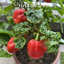 とうがらし 【ハバネロ レッド】 唐辛子 4号ロングポット大苗 沖縄県産