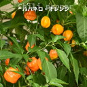 とうがらし 【ハバネロ オレンジ】 唐辛子 4号ロングポット大苗 沖縄県産