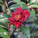 椿 苗 【ナイトライダー】 接木 白鉢植え 開花 3~4月