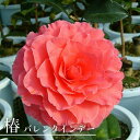 椿 苗 【バレンタインデー】 接木 白鉢植え 開花 2〜3月頃 【予約販売】9月下〜11月下旬頃入荷予定