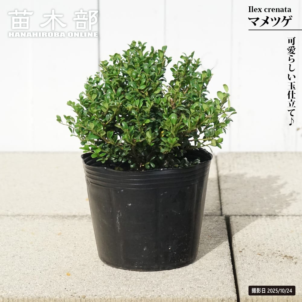 【マメツゲ】 玉仕立て 6号ポット苗