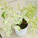 アメリカツタ 斑入り 3.5号 鉢植え