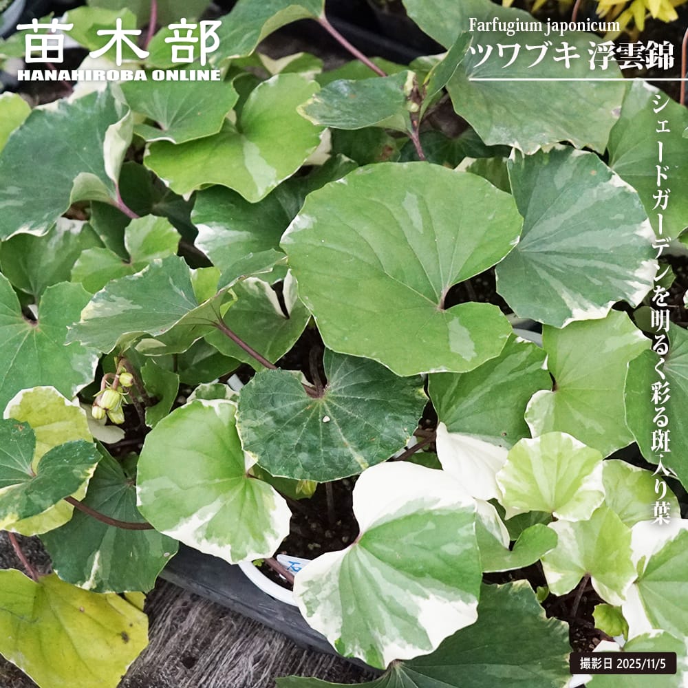 ツワブキ 【浮雲錦（ウキグモニシキ）】 4号ポット苗