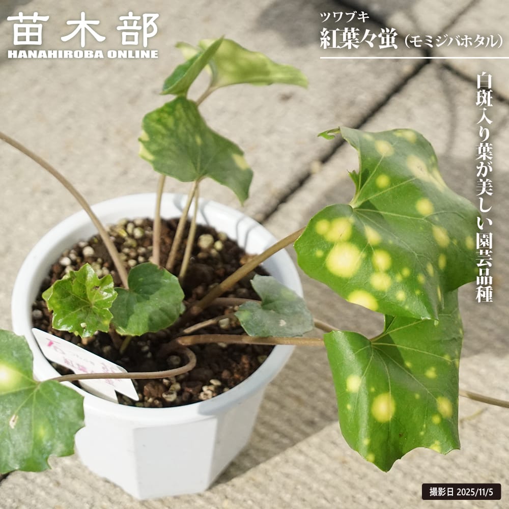 ツワブキ 【紅葉々蛍】 4号ポット苗