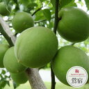 梅の苗木 【鶯宿】 実梅 1年生接木苗 単品 or 受粉樹セット 【予約販売】11〜12月頃入荷予定