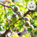 梅の苗木 【 梅郷(バイゴウ)】 実梅 うめ 1年生接木苗