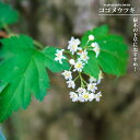 斑入りコゴメウツギ 3号ポット苗