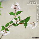 ウツギ ヒメウツギ(ウノハナ)【ベニガスミ】 5号茶鉢植え