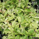 斑入りノリウツギ 雪月花 斑入り 3号ポット苗
