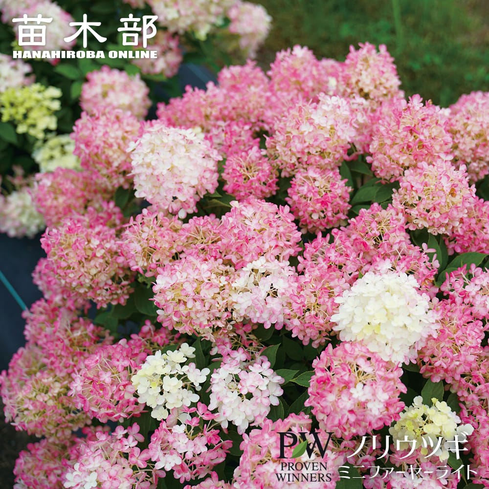 ノリウツギ 【ミニファーヤーライト】 3.5号ポット苗（PW) 出願予定品種