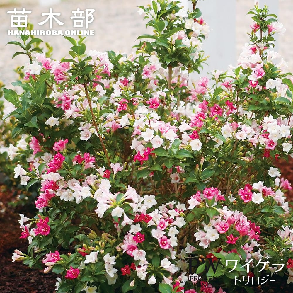 ワイゲラ 【トリロジー】 3.5号ポット苗（PW) 出願中