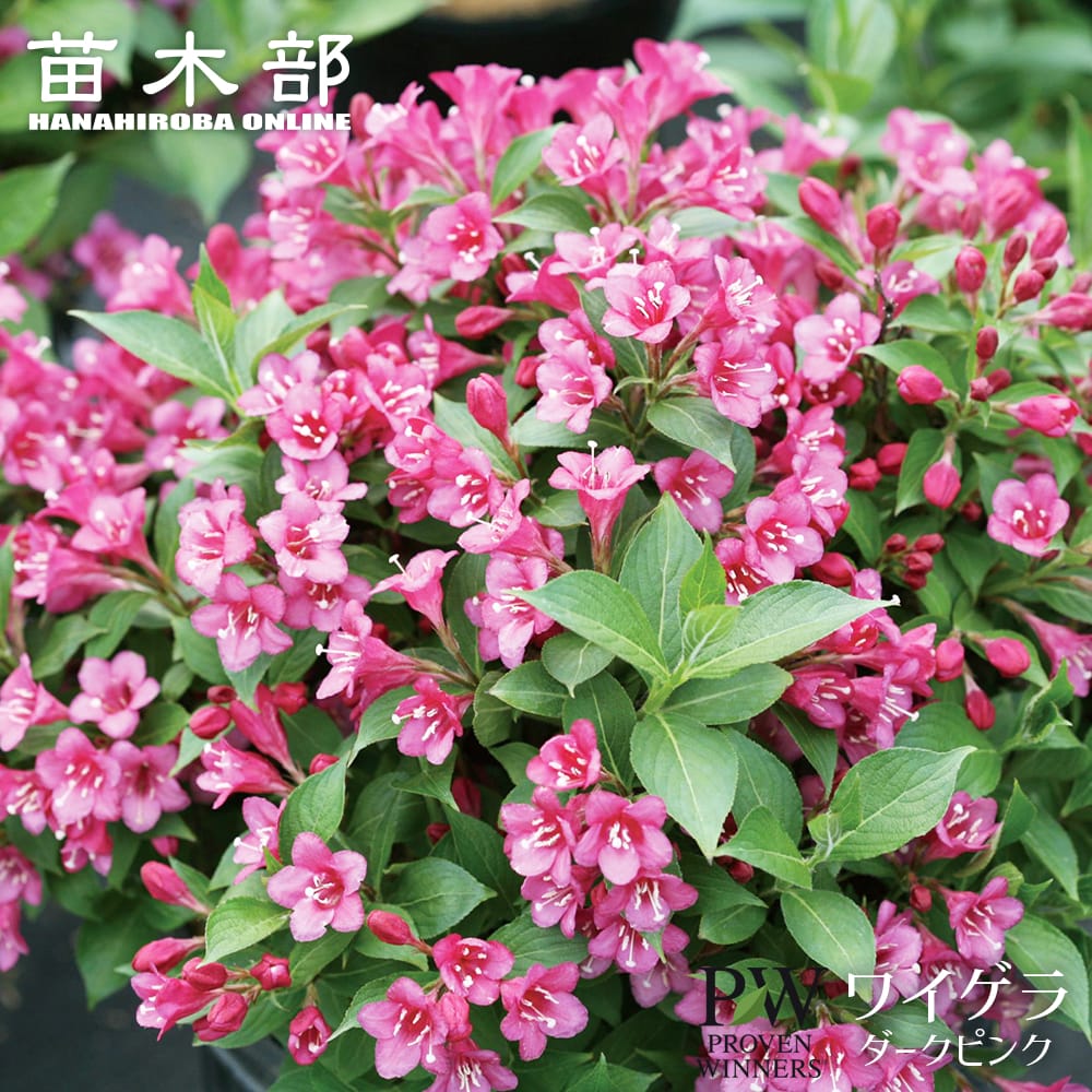 ワイゲラ 【ダークピンク】 3.5号ポット苗（PW) 出願予定品種