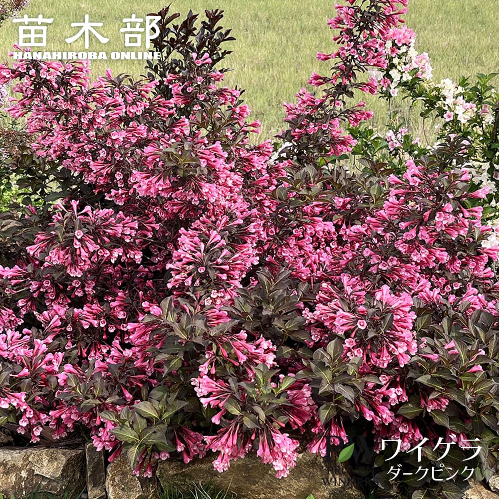 ワイゲラ 【ベリーファインワイン】 3.5号ポット苗（PW) 出願予定品種