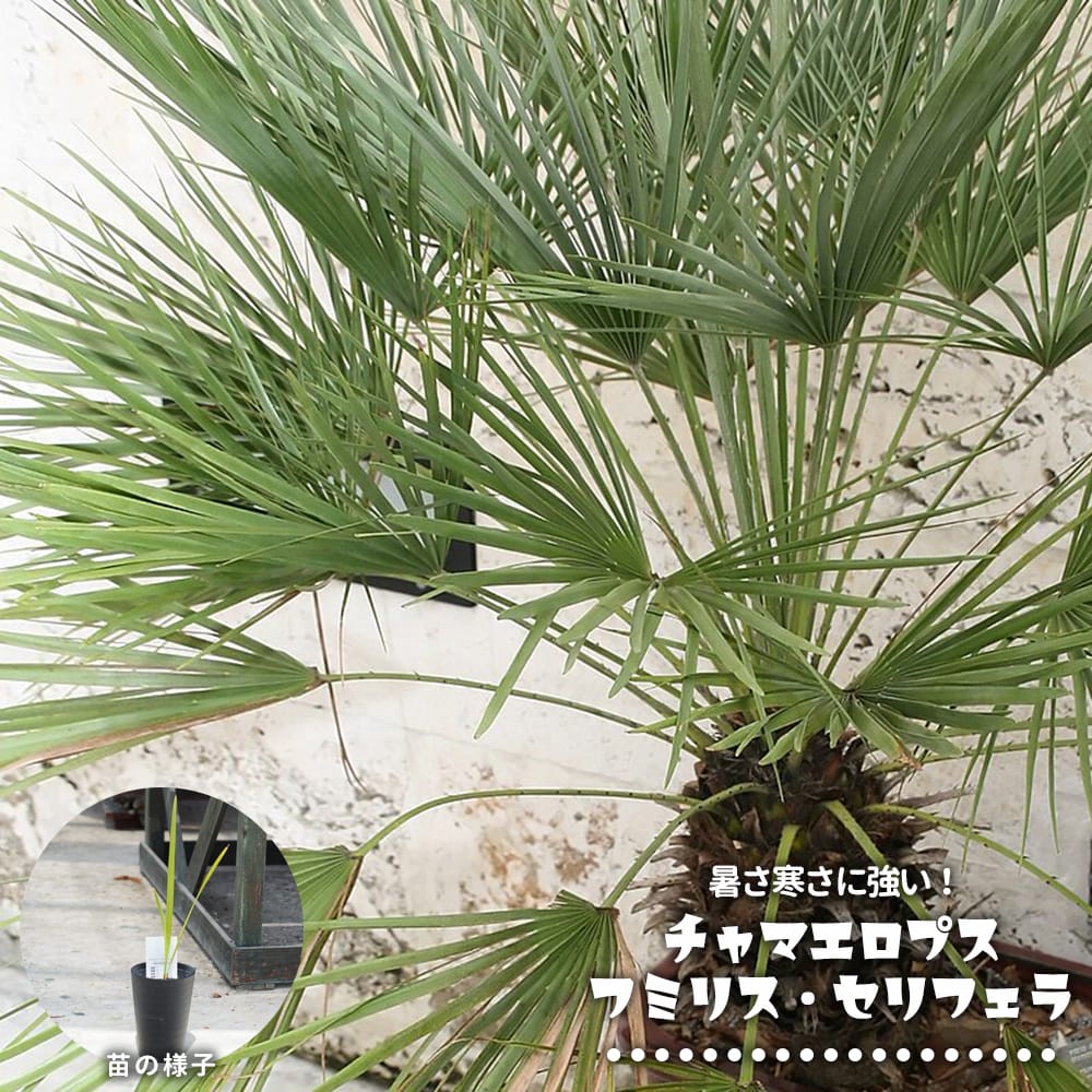 楽天市場】セリフェラの通販 楽天市場】セリフェラの通販
