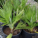 ヤシの木 【チャメロプス ボルゲーノ】 7号黒鉢植え