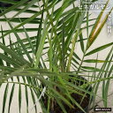 ヤシの木 【セネガルヤシ】 6号鉢植え