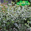 ユーカリの木 【アップルボックス】 6号鉢植え苗