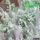 ユーカリの木 【ムーンラグーン】 4号白鉢植え