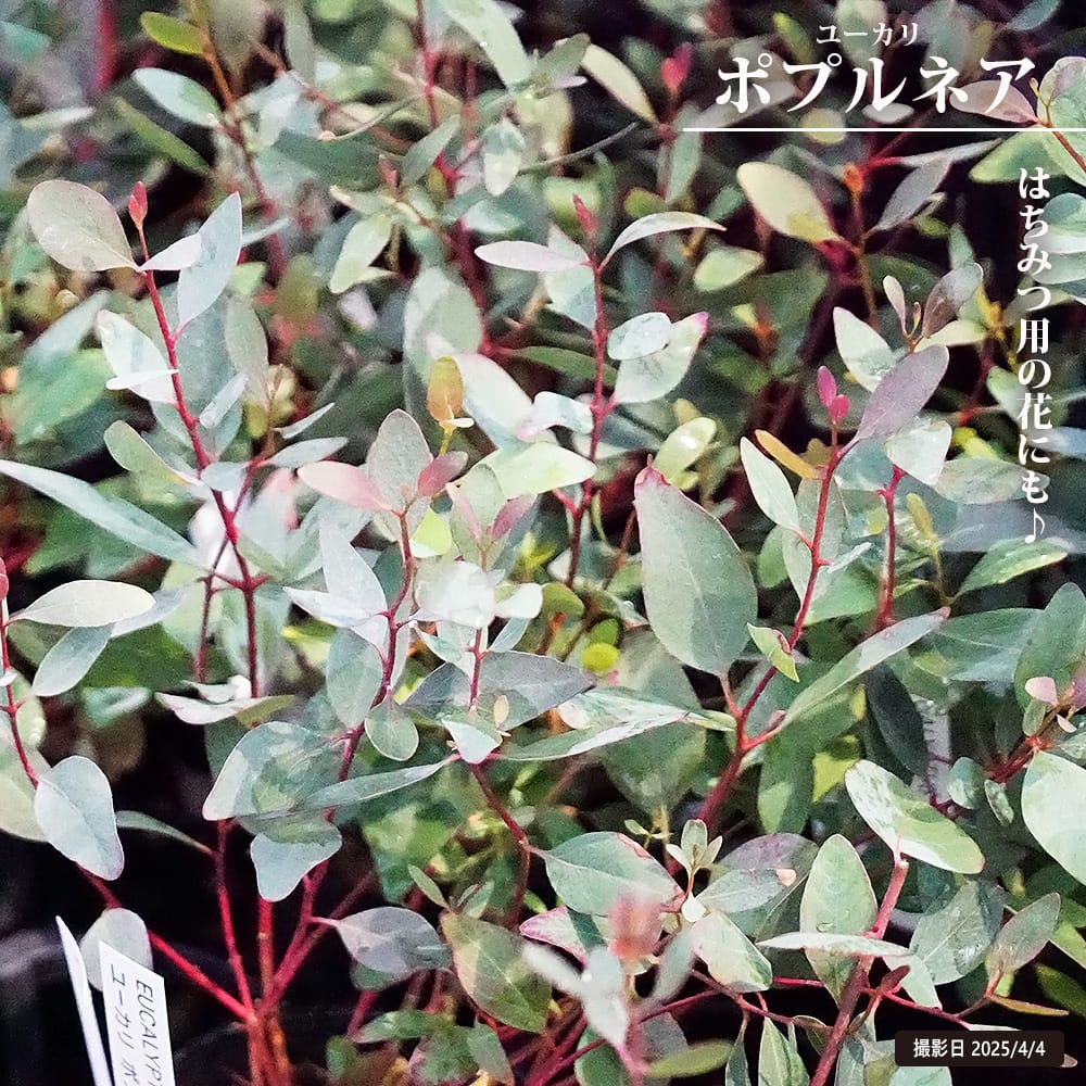 楽天市場】ユーカリ 苗(花・観葉植物|花・ガーデン・DIY)の通販 楽天市場】ユーカリ 苗(花・観葉植物|花・ガーデン・DIY)の通販