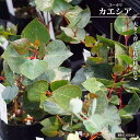 ユーカリの木 【カエシア】 3号ポット苗