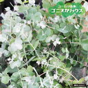ユーカリの木 【ゴニオカリックス】 4号白鉢植え