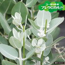 ユーカリの木 【プレウロカルパ】 3.5号ポット苗