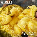 ジャックフルーツ ブラックゴールド 実生 ポット苗