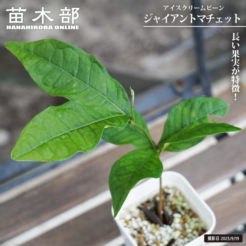 アイスクリームビーン 【ジャイアントマチェット】 実生苗