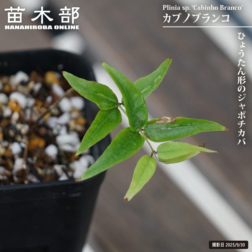 ジャボチカバ 【カブノブランコ】 2号ポット苗 実生