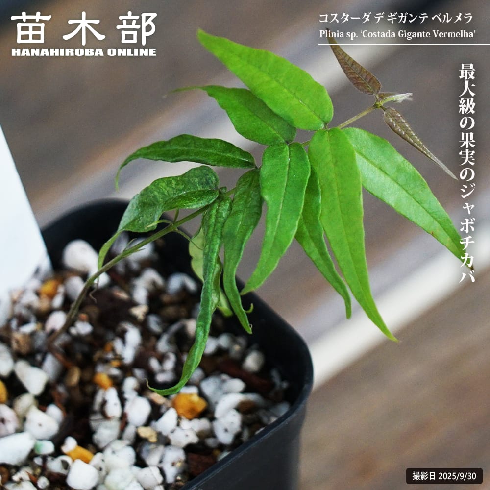 ジャボチカバ 【コスターダ・デ・ギガンテ ベルメラ】 2号ポット苗 実生
