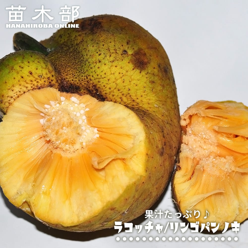 【ラコッチャ （リンゴパンノキ）】 3号ポット苗 実生