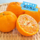 ポンカン 苗 1年生接木苗