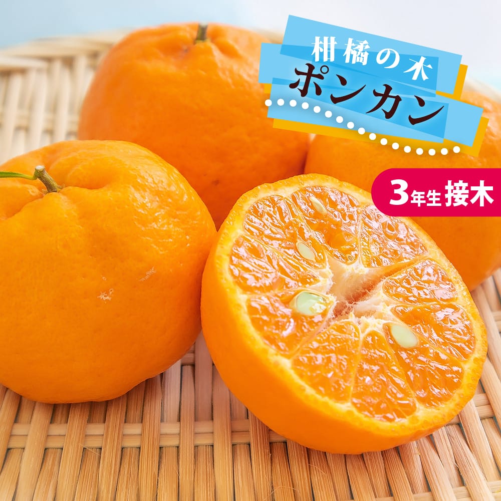 ポンカン 苗 3年生接木大苗