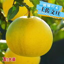 【土佐文旦】 3年生接木大苗 【予約販売】10月下旬頃入荷予定