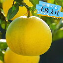 【土佐文旦】 1年生接木苗 【予約販売】11~12月頃入荷予定