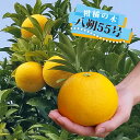 【八朔55号 (はっさく55号)】 1年生接木苗