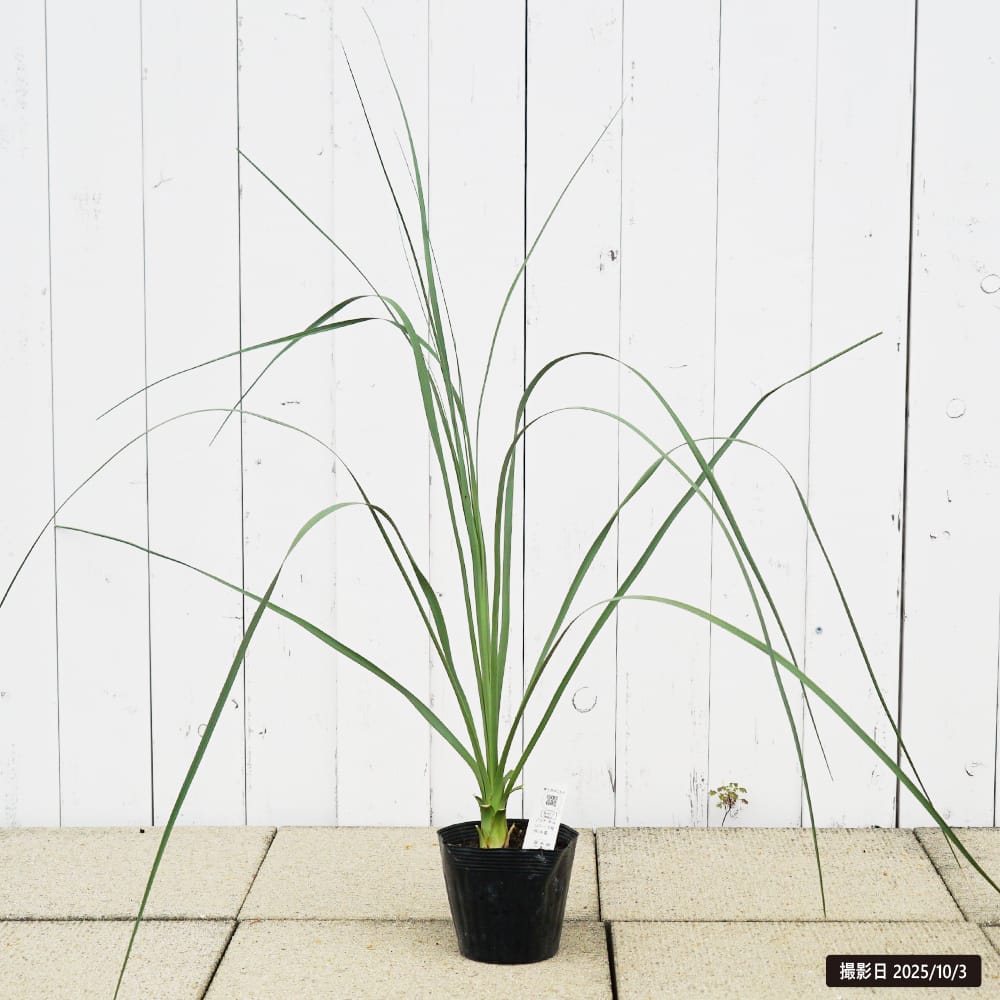 ノリナ 【ネルソニー】 5号ポット苗 耐寒性南欧風プラン