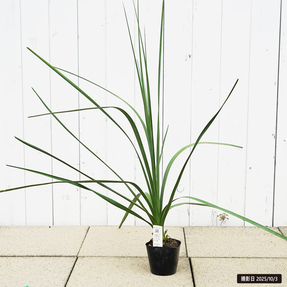 ノリナ【エクセルサ】 5号ポット苗 耐寒性南欧風プラン