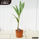 ヤシの木 【ココヤシ】 7号鉢植え