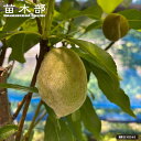 アーモンド苗 【ダベイ種】 3年生接木大苗 1m苗 【産地で剪定済 1.0m苗】 【予約販売】10~11月頃入荷予定