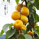 【平和あんず】 1年生接木苗 苗木 【予約販売】11~12月頃入荷予定