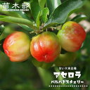 甘味大実アセロラ 【バルバドスチェリー】 挿木 ポット苗