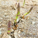【アスパラガス】 特大株 (植え付け時期10月中旬~5月中旬まで) 【予約販売】11月下旬頃入荷予定