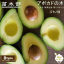 【ズタノ種】 アボカド Bタイプ 2年生 接木 苗木 単品 or 1500円お得な受粉樹セット