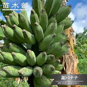 バナナの木 【銀バナナ】 カット大苗 石垣島から直送 代引不可・着日指定日不可・ラッピング・のし対応不可