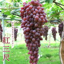 【長〜いぶどう 紅三尺】 1年生挿木苗 【予約販売】11〜12月頃入荷予定