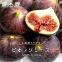 いちじく 【ビオレソリエス】 3年生大苗 0.8~1.1m苗 【予約販売】10~11月頃入荷予定