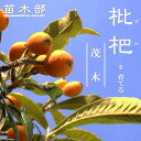 びわ 苗木 【茂木びわ】 1年生接木苗 【予約販売】11~12月頃入荷予定